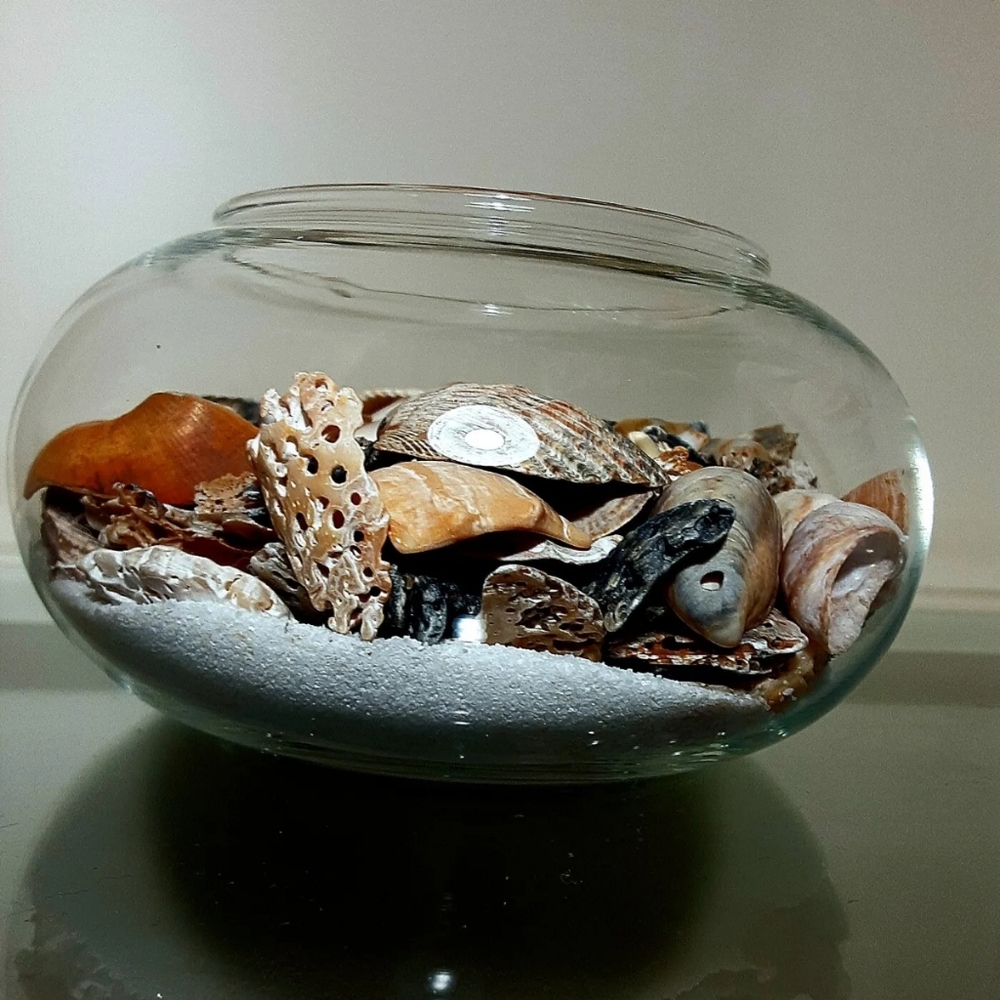 Sea Shell Lot Various Species Mixed Sizes Vintage Beach Sea Mollusks